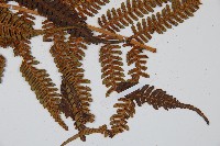 臺灣桫欏藏品圖，第3張