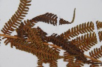 臺灣桫欏藏品圖，第4張