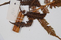 臺灣桫欏藏品圖，第5張