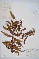 大葉黑桫欏藏品圖，第1張