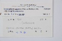 大葉黑桫欏藏品圖，第2張