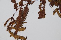 大葉黑桫欏藏品圖，第3張