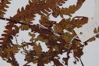 大葉黑桫欏藏品圖，第4張