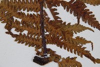 大葉黑桫欏藏品圖，第5張