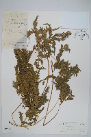 翅柄鳳尾蕨藏品圖，第1張