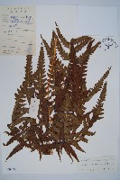 闊葉鱗蓋蕨藏品圖，第1張