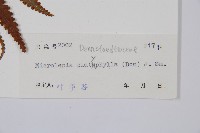 闊葉鱗蓋蕨藏品圖，第5張