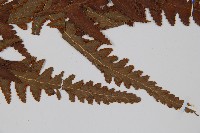 闊葉鱗蓋蕨藏品圖，第6張