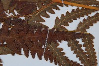 闊葉鱗蓋蕨藏品圖，第7張