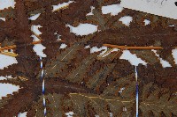 闊葉鱗蓋蕨藏品圖，第8張