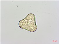 闊葉鱗蓋蕨藏品圖，第2張