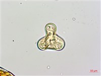 闊葉鱗蓋蕨藏品圖，第4張