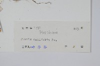 登錄號:P005253藏品圖，第2張