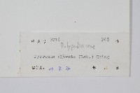 光石韋藏品圖，第2張