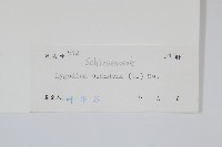 小葉海金沙藏品圖，第2張