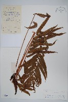 登錄號:P005259藏品圖，第1張