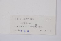 單邊鐵角蕨藏品圖，第3張