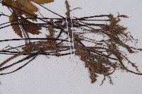 單邊鐵角蕨藏品圖，第4張