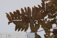 單邊鐵角蕨藏品圖，第5張