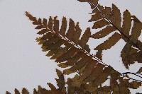 單邊鐵角蕨藏品圖，第6張