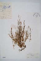 散生木賊藏品圖，第1張