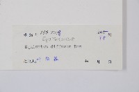 散生木賊藏品圖，第2張