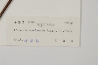 陰地三叉蕨藏品圖，第2張