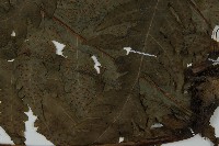 陰地三叉蕨藏品圖，第3張