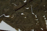 陰地三叉蕨藏品圖，第4張