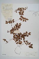 小葉海金沙藏品圖，第1張