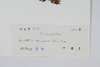 小葉海金沙藏品圖，第2張