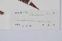 金狗毛蕨藏品圖，第2張