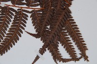 金狗毛蕨藏品圖，第3張