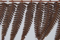 金狗毛蕨藏品圖，第4張