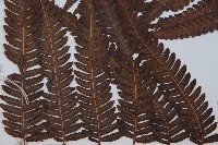 金狗毛蕨藏品圖，第5張