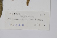 多羽新月蕨藏品圖，第2張