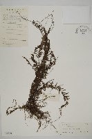 鞭葉鐵線蕨藏品圖，第1張