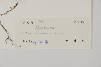 鞭葉鐵線蕨藏品圖，第2張