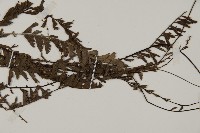 鞭葉鐵線蕨藏品圖，第3張