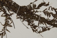 鞭葉鐵線蕨藏品圖，第4張