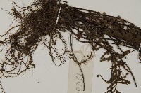 鞭葉鐵線蕨藏品圖，第5張