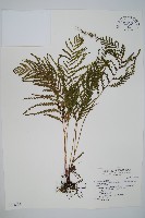 二羽達邊蕨藏品圖，第1張