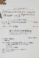 海島陵齒蕨藏品圖，第2張