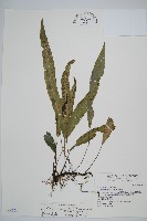 單葉雙蓋蕨藏品圖，第1張