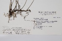 單葉雙蓋蕨藏品圖，第2張