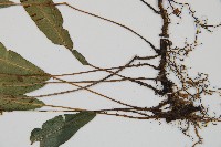 單葉雙蓋蕨藏品圖，第3張