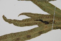 單葉雙蓋蕨藏品圖，第4張