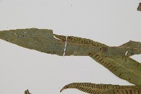 單葉雙蓋蕨藏品圖，第5張