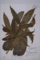 翅柄三叉蕨藏品圖，第1張