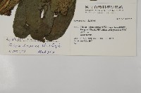 翅柄三叉蕨藏品圖，第2張